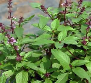 Basil Holy "Tulsi" Essential Oil 1/2 oz - Click Image to Close