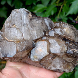 Smoky Quartz Elestial Cluster 5.5" x 3" #921