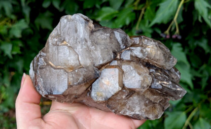 Smoky Quartz Elestial Cluster 5.5" x 3" #921