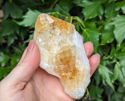Raw natural large Citrine crystal point 4.25" long #222 - Image 5